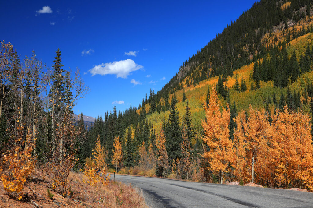 Autumn colored Aspen trees on a Colorado mountain pass